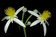 Grewia optiva